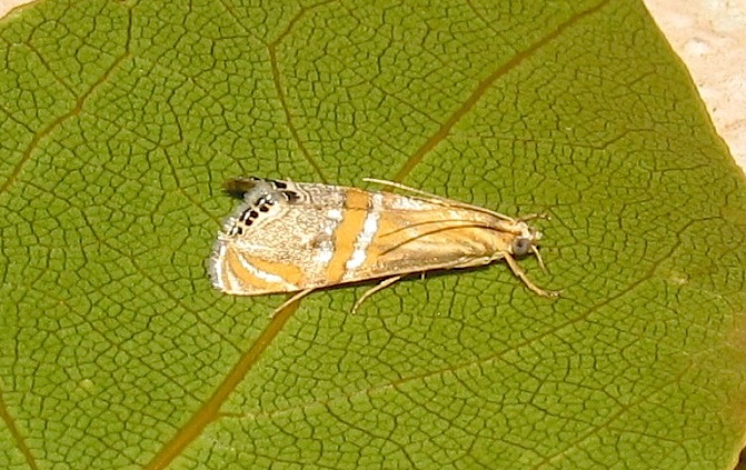 Identificazione falena 32